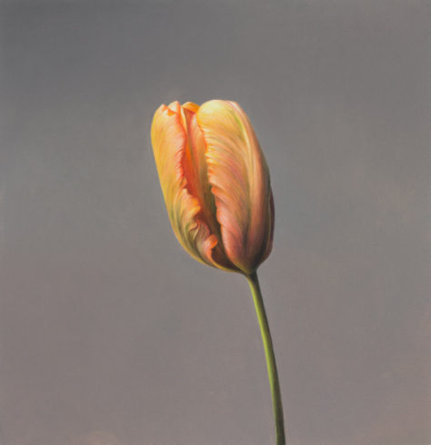 Tulpe