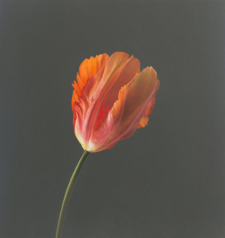 Tulpe