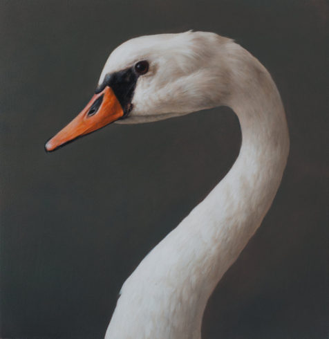 Weißer Schwan, 2018, Öl auf MDF, 31 x 30 cm