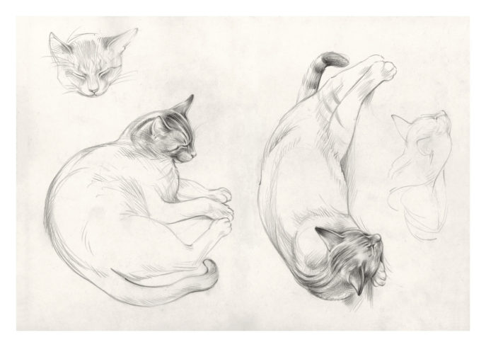 Katzen in Petri, aus dem Lesvos-Skizzenbuch 2017, Bleistift © VG Bild-Kunst, Bonn 2020 / Reinhard Michl, Foto: bildergipfel.de